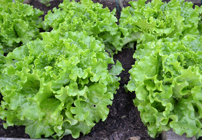 Synergie Lettuce-Specific Enhancement Substances