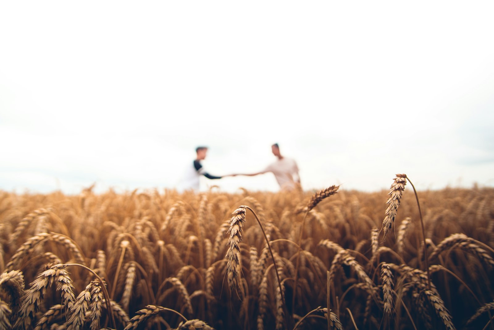 Global Multi-Climatic Zone Field Trials and Data Analysis