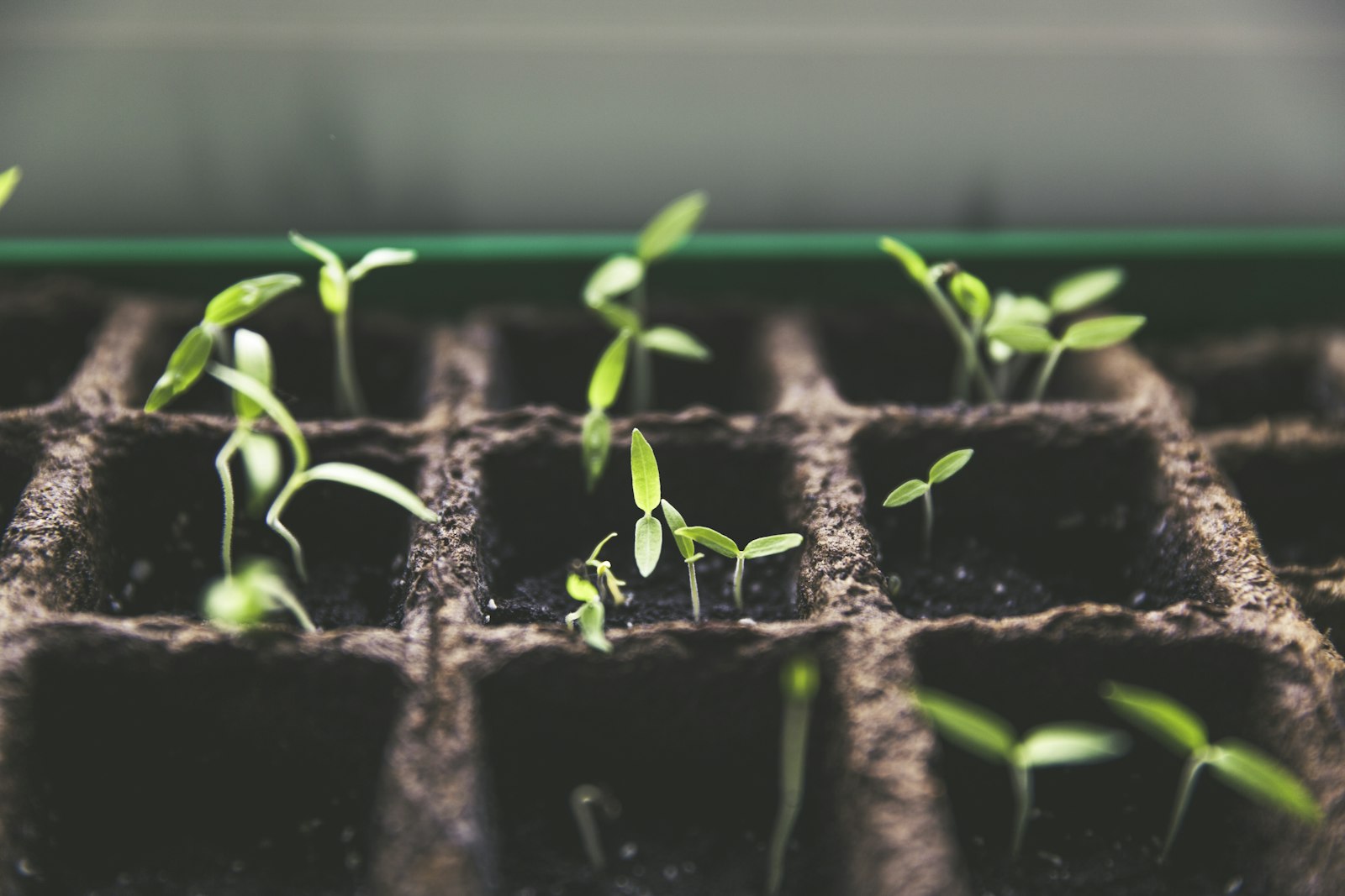 High-Quality Crop Breakthrough and Harvest Field